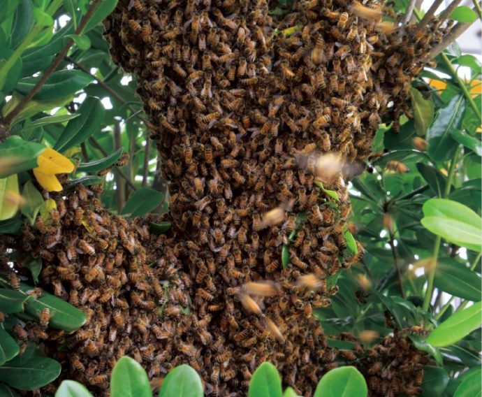 巣に新しい女王蜂が生まれると、古い女王蜂は働き蜂とともに巣を出ていくが、その際、密集して大きな塊をつくる