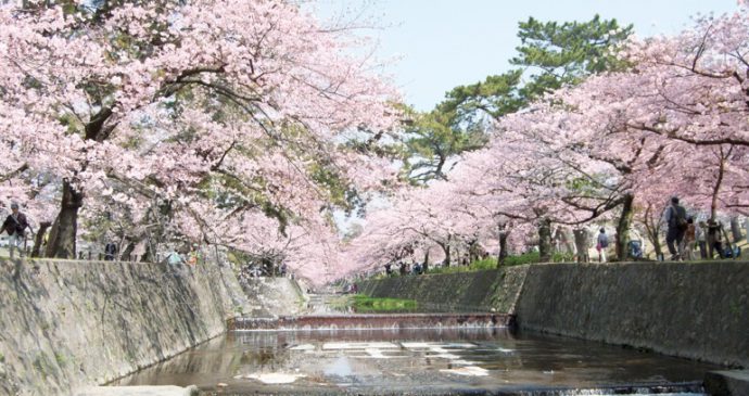 戦後の昭和２４年（１９４９）に桜の若木が植えられ、今や桜の名所となった夙川