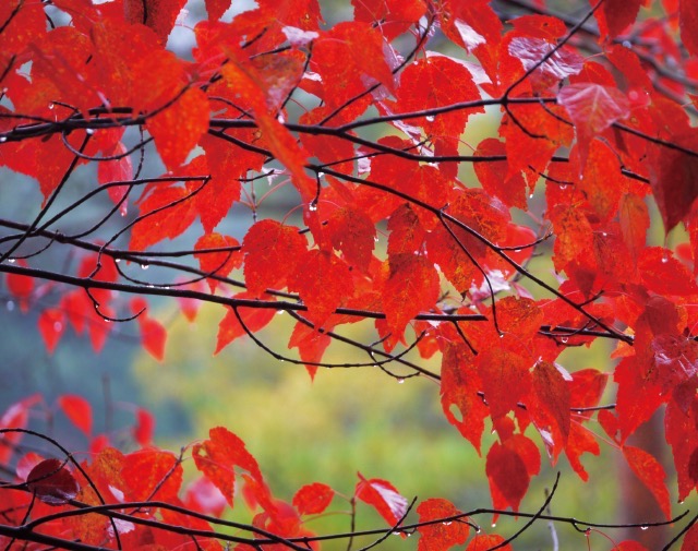 秋の神戸観光 世界の森の紅葉を楽しもう 神戸市立森林植物園 神戸っ子