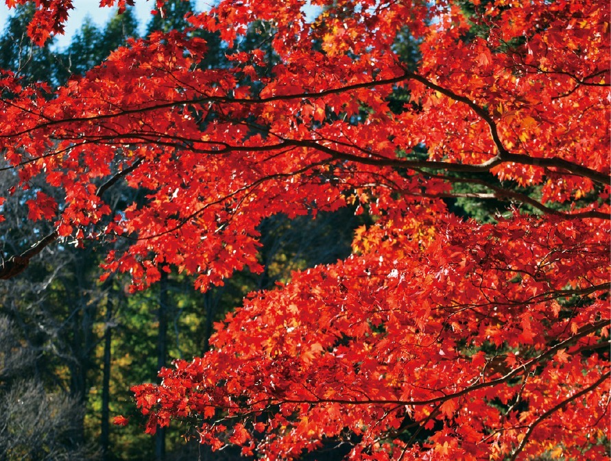 秋の神戸観光 高山ならではの紅葉の美しさ 六甲高山植物園 他 | 神戸っ子
