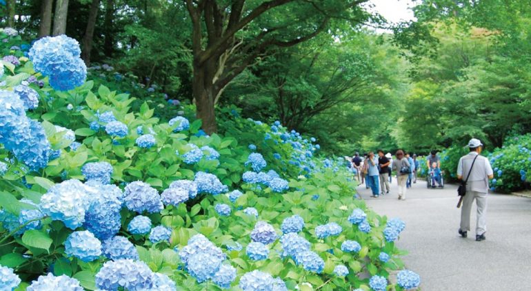 Kobe初夏のおでかけ情報 3 神戸市立森林植物園 神戸っ子