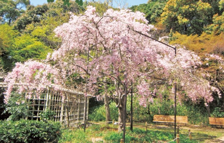 季節の花々がつぎつぎに咲き誇ります 神戸市立須磨離宮公園の花ごよみ 神戸っ子