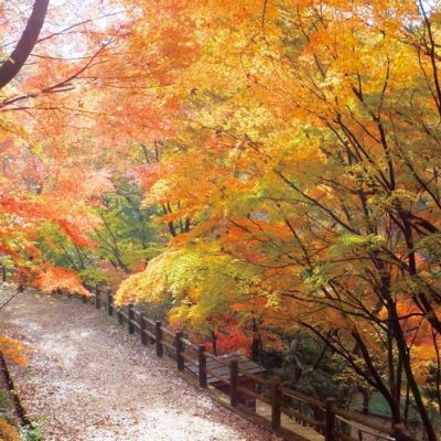 秋の紅葉スポット 神戸市立 森林植物園 神戸っ子